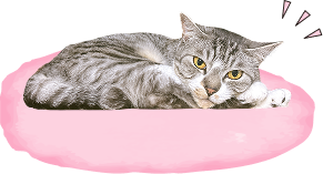 クッションで寝る猫