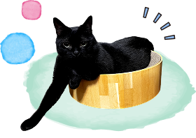 箱に入った黒猫