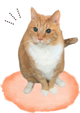 見上げる茶トラ猫